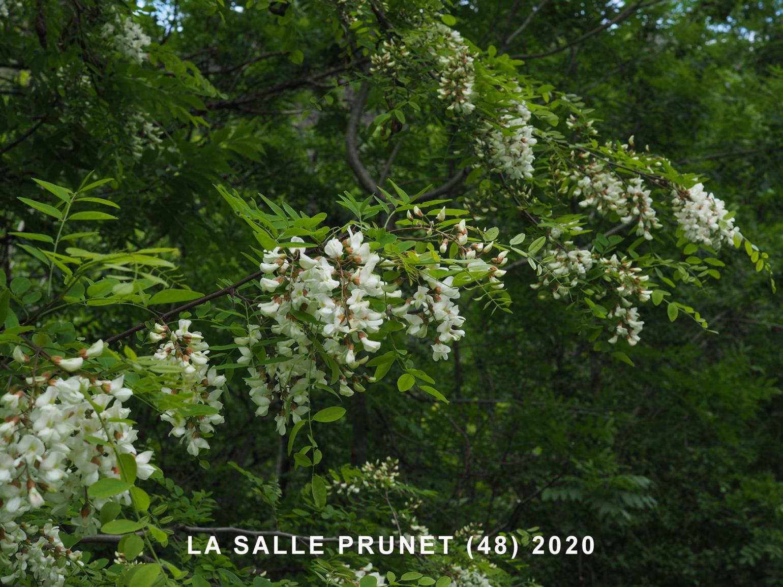 Acacia, False, Black Locust